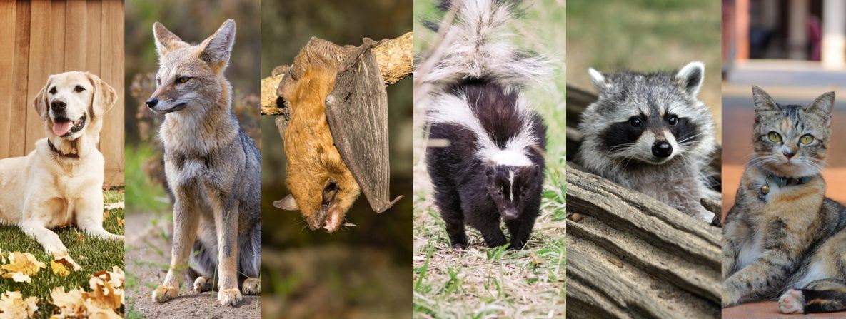 Picture of Animals That Can Transmit Rabies: Dogs, coyotes, bats, skunks, racoons, and cats.