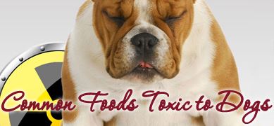 Common Foods Toxic to Dogs
